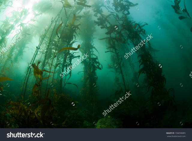 Macrocystis pyrifera (Giant Kelp)